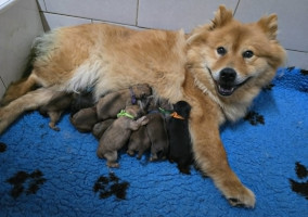chiot eurasier
